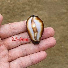 Conchiglia piccola in agata