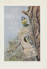 Cinciarella cyanistes - cinciarella, (cyanistes