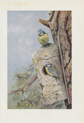 Cinciarella cyanistes - cinciarella, (cyanistes
