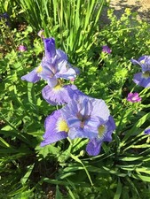 20x Iris Orchidee Azzurro