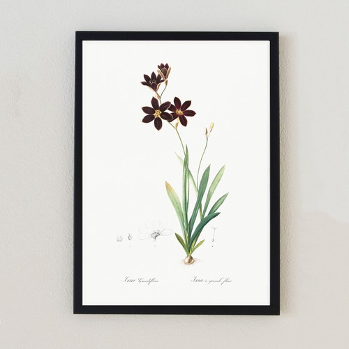 Illustrazione fiore botanico