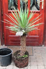 Yucca filifera del Messico