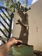 Bonsai Giada Pianta Di