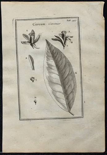 1719 limonaia foglio - (foglio, &