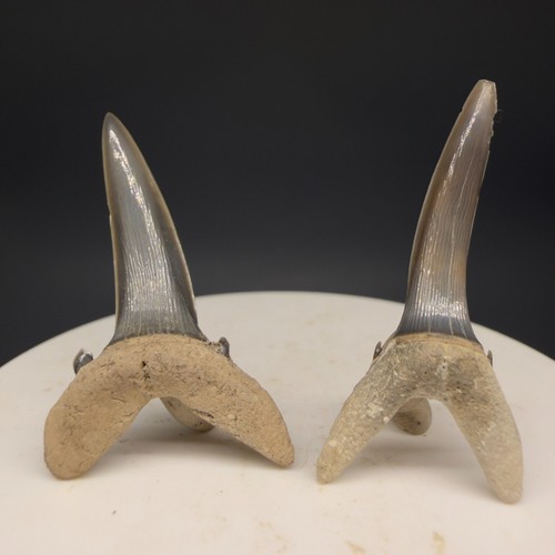 Coppia fossil striatolamia - u/l,