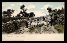 AGRIGENTO (GIRGENTI) capre al pascolo