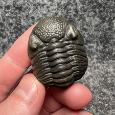 Pedinopariops Trilobite