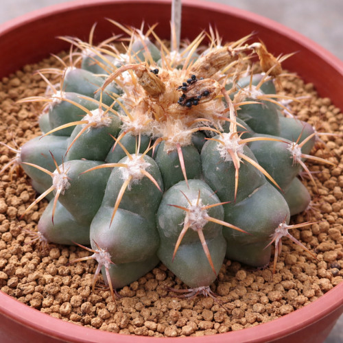 Discocactus limpa seeds - discocactus, sp.