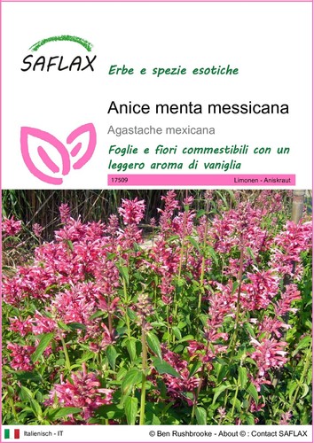 Saflax anice menta - ,
