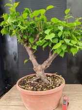 bonsai di  prunus mume h 62 cm