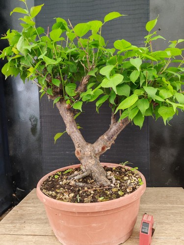 Bonsai prunus mume 62 cm - mume, h