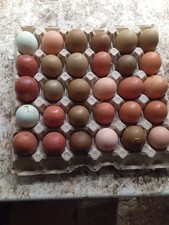 24 uova feconde,Olivegger