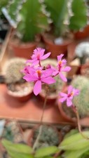 Epidendrum ibaguense piante