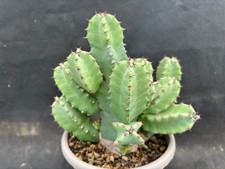 EUPHORBIA RESINIFERA VIVAIO IL GIARDINO DI MAYA CACTUS PIANTE GRASSE 6102