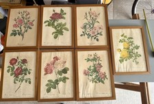 Sette stampe botaniche vintage - stampe,