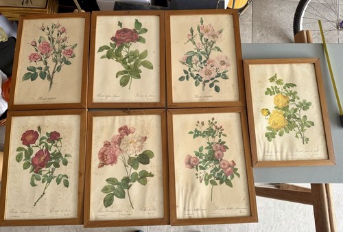 Sette stampe botaniche - sette, vintage