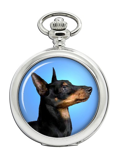 Inglese giocattolo terrier - giocattolo,