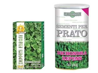 Semi prato dichondra repens - repens-,