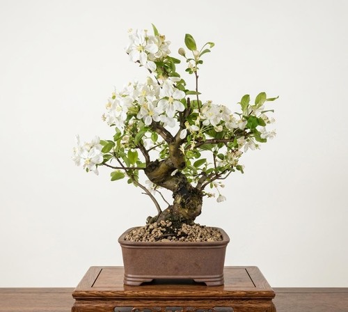 Bonsai melo anni - bonsai,