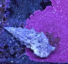 Detritivori 20 Lumache