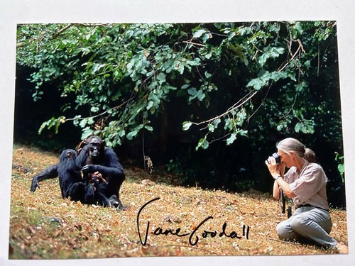 Jane goodall scimpanzé - jane, goodall,