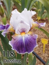 1 Rizoma Iris Germanica