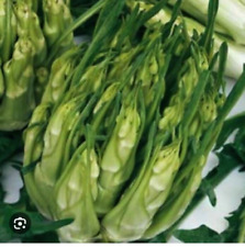 1000 SEMI DI CICORIA CATALOGNA PUNTARELLE DI GALATINA - ORTOGGI -INSALATE