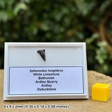 Rare Sphenodus longidens