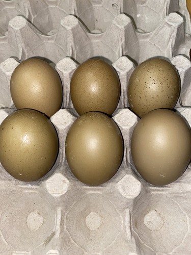 10x uova fertili - 10x, feconde
