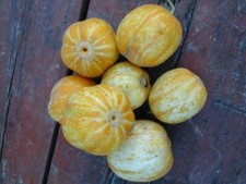 15 SEMI DI CETRIOLO LIMONE CRISTALLO + OMAGGIO