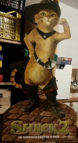 Gatto con gli - gatto,
