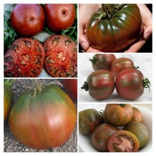 Miscela semi pomodoro frutto - miscela,