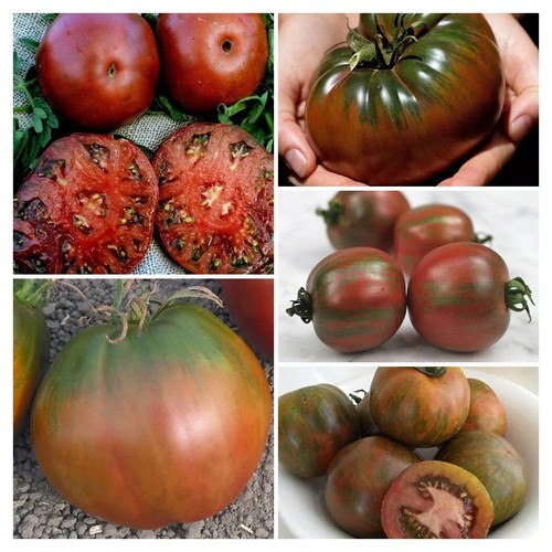 Miscela semi pomodoro frutto - semi,