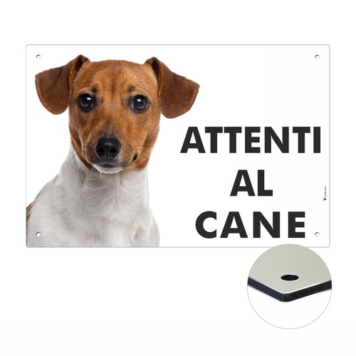 Jack russell attenti cane - russell, |