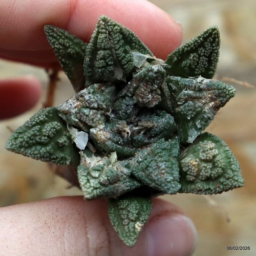 K076 ariocarpus special price - ariocarpus,