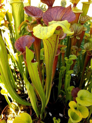 Sarracenia flava - (, mk),