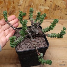 Crassula rupestris Vaso 10 cm