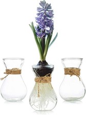 Vaso Vetro Trasparente Vaso