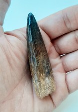 Grande Dente di Spinosauro 8 cm - Fossile Dinosauro - Cretaceo - Marocco (F41)