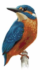 Kingfisher wild bird - kingfisher,