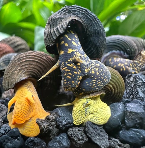 Rabbit snails mixed pack - rabbit,
