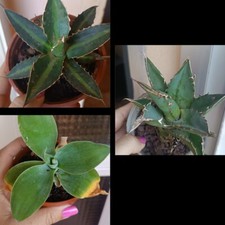 Agave Titanota, Agave