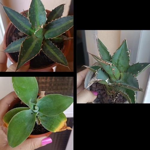 Agave titanota - agave, titanota,