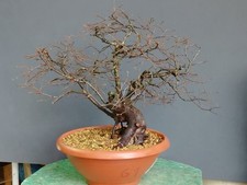 Bonsai Olmo Campestre 40x16cm
