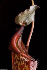 NEPENTHES MAXIMA - Pianta carnivora, 10 semi