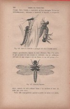 Larva di Libellula; Libellula