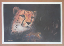 Mitchell Tolle Lithograph Print of Cheetah Titled "Angel" Signed 1992, COA, #667