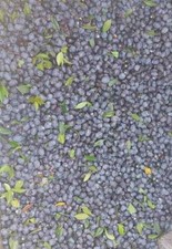 bacche mirto rosso sardo