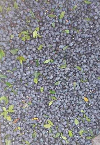 Bacche mirto rosso sardo - rosso,