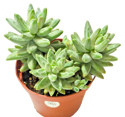 Pachyphytum compactum vaso - pachyphytum,
